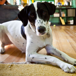DogWatch of the SC Lowcountry, Johns Island, South Carolina | Indoor Pet Boundaries Contact Us Image