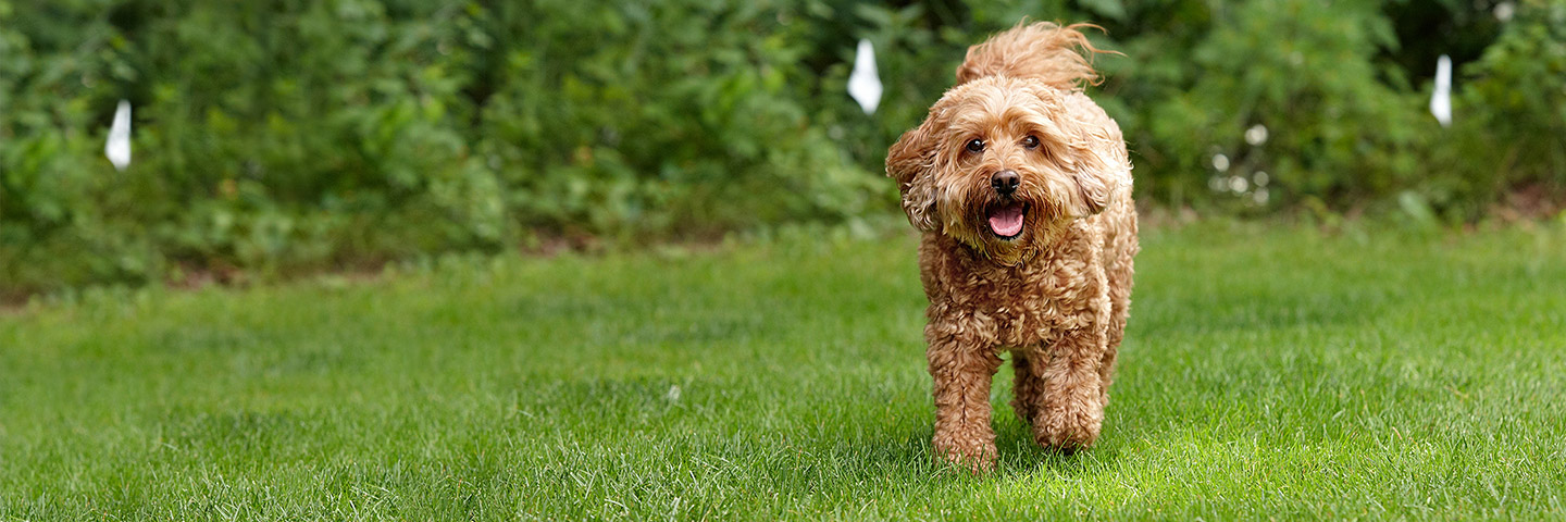 DogWatch of the SC Lowcountry, Johns Island, South Carolina | Home Slider Image