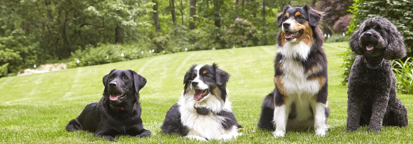 DogWatch of the SC Lowcountry, Johns Island, South Carolina | Support Footer Image Image