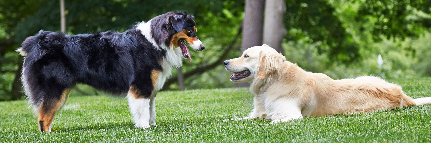 DogWatch of the SC Lowcountry, Johns Island, South Carolina | Outdoor Hidden Dog Fences Slider Image