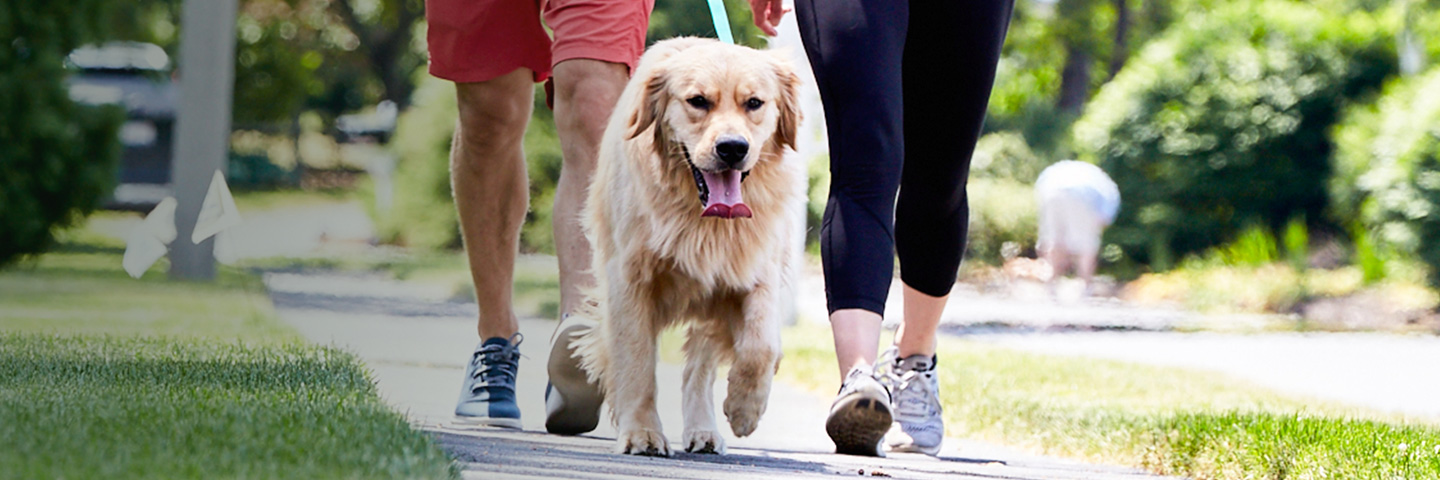 DogWatch of the SC Lowcountry, Johns Island, South Carolina | SideWalker Leash Trainer Slider Image